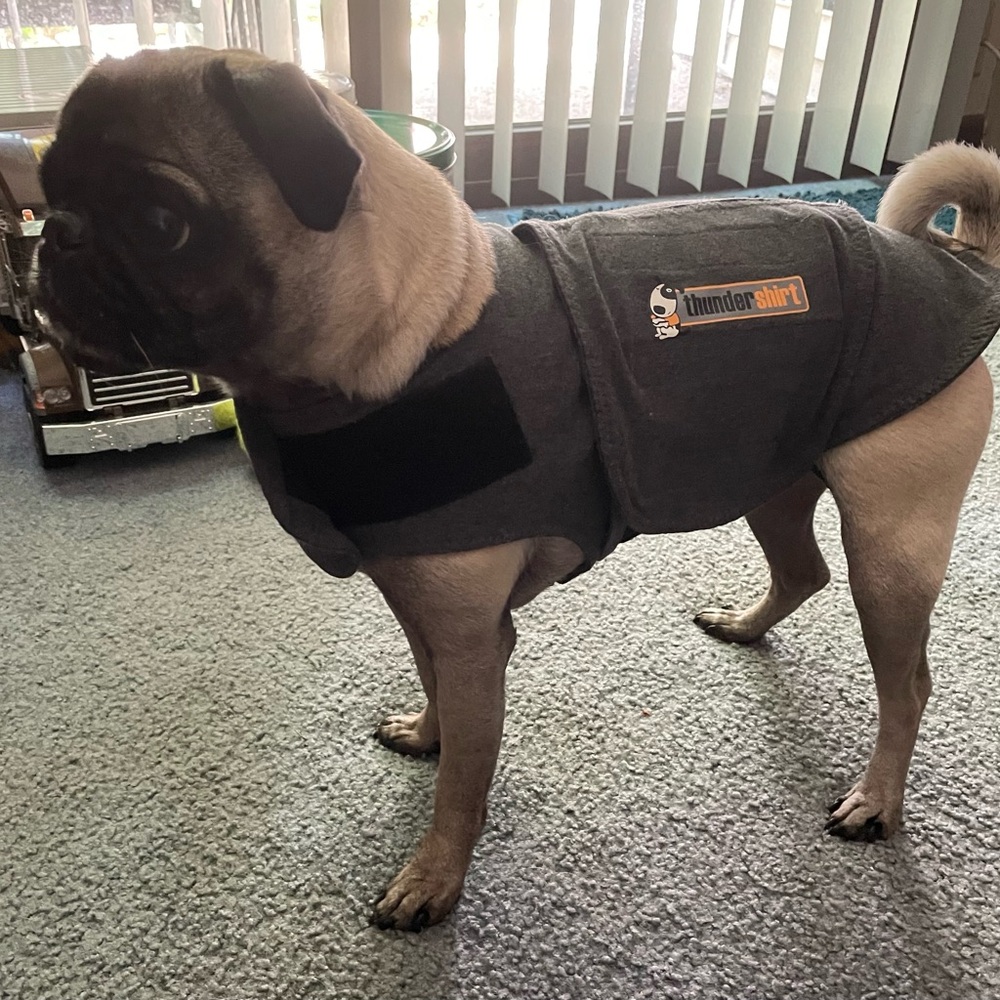 Thundershirt Gray Dog Anxiety Vest Clothing & Accessories